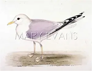 Canus: COMMON GULL