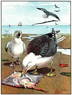 Canus: COMMON GULLS ON BEACH