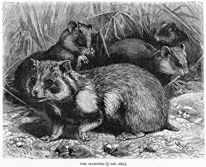 Cheerfully: COMMON HAMSTER