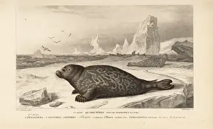 Travies: Common or harbor seal, Phoca vitulina