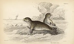 Phoca: Common or harbour seal, Phoca vitulina