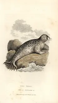 Phoca: Common or harbour seal, Phoca vitulina