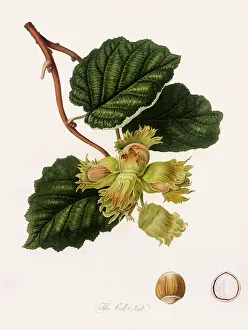 Hazel: Common Hazel Nut or Cob Nut