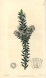 Doubtful: Common heath, Epacris heteronema