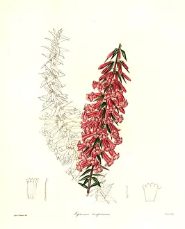 Pitted: Common heath, Epacris impressa