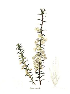 Maund: Common heath, Epacris impressa