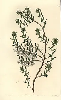 Nivalis: Common heath, Epacris impressa