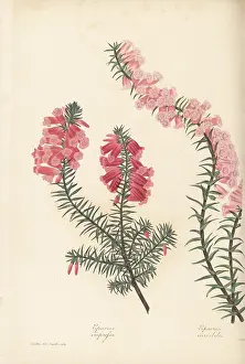Clapton: Common heath, Epacris impressa