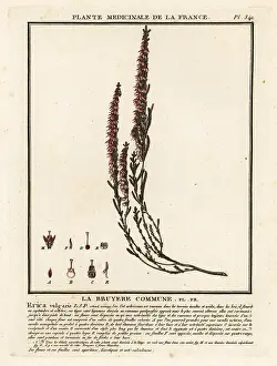 Fodder: Common heather, Calluna vulgaris