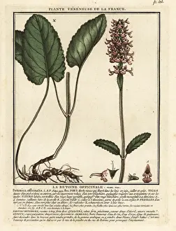 Colour Printing: Common hedgenettle, Stachys officinalis