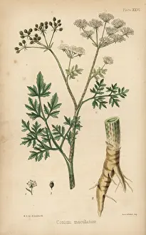 Maculatum: Common hemlock, Conium maculatum