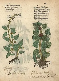 Nettle: Common hemp nettle, Galeopsis tetrahit, and