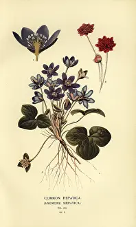 Hepatica: Common hepatica, Anemone hepatica