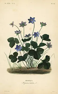 Constans: Common hepatica or liverwort, Anemone hepatica