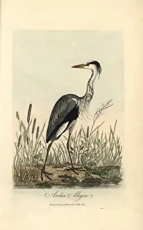 Colorist: Common heron, Ardea major, Grey heron, Ardea cinerea