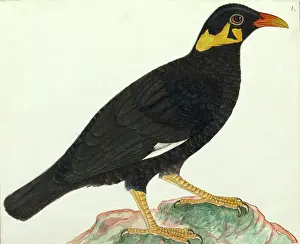 Himalayas: Common hill myna, Gracula religiosa