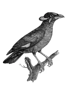 Lithographed: Common Hill Mynah
