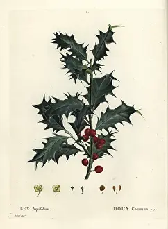Houx: Common holly, Ilex aquifolium
