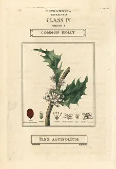 Aquifolium: Common holly, Ilex aquifolium