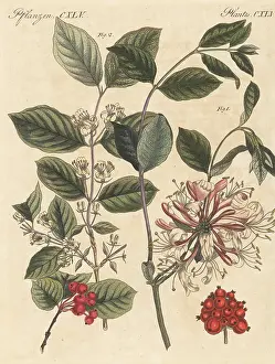 Engraved Plates: Common honeysuckle and fly honeysuckle