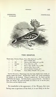 Hoopoe: Common Hoopoe