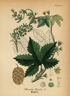 Artus: Common hop, Humulus lupulus