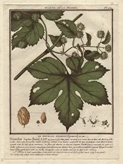 Bulliard: Common hops, Humulus lupulus