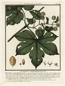 Femina: Common hops, Humulus lupulus