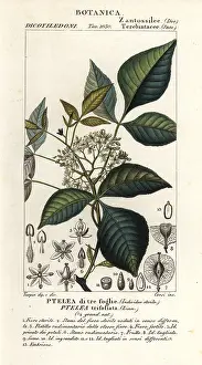 Corsi: Common hoptree, Ptelea trifoliata