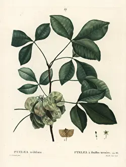 Wafer: Common hoptree, Ptelea trifoliata