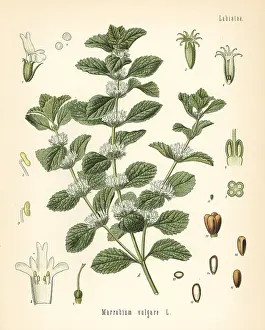 Koehlers: Common horehound, Marrubium vulgare