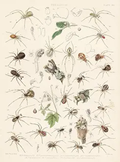 Arachnology: Common house spider, tangle-web spider, cobweb spiders