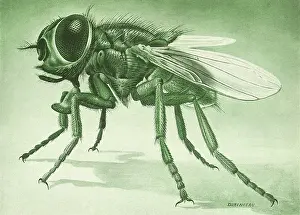 Arthropods: Common Housefly