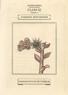 Leek: Common houseleek, Sempervivum tectorum