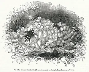 Humble: Common Humble Bees
