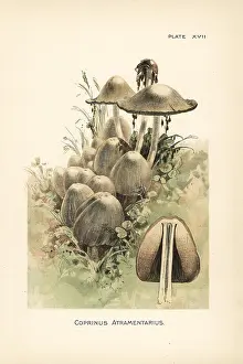 Mycology: Common ink cap or inky cap, Coprinus atramentarius