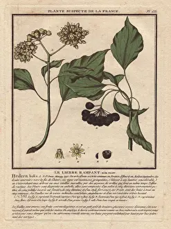 Hedera: Common ivy with berries, Hedera helix