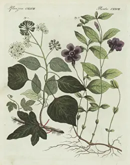 F. Gotz: Common ivy and lesser periwinkle