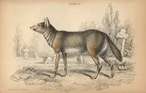 Jackal: Common jackal, Canis aureus