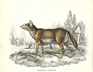 Aureus: Common jackal in graveyard