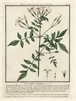 Aromatherapy: Common jasmine, Jasminum officinale