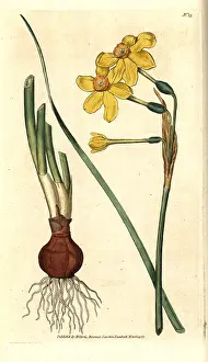 Jonquil: Common jonquil, Narcissus jonquilla