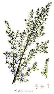 Improve: Common Juniper, Alchemy Plant