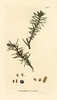 Juniper: Common juniper, Juniperus communis