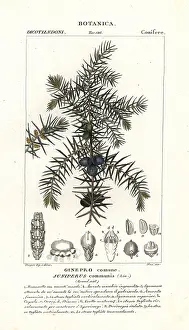 Juniper: Common juniper, Juniperus communis