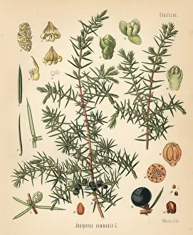 Juniper: Common juniper, Juniperus communis