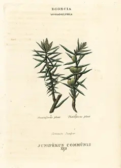 Juniper: Common juniper, Juniperus communis