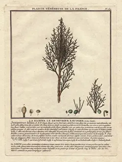 Juniper: Common juniper tree, Juniperus communis, with berries
