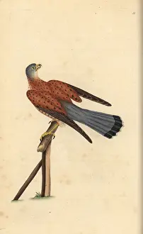 Tinnunculus: Common kestrel, Falco tinnunculus