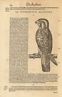 Wechel: Common kestrel, Falco tinnunculus